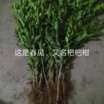 出售沃柑，耙耙柑，大雅，金秋柑橘苗