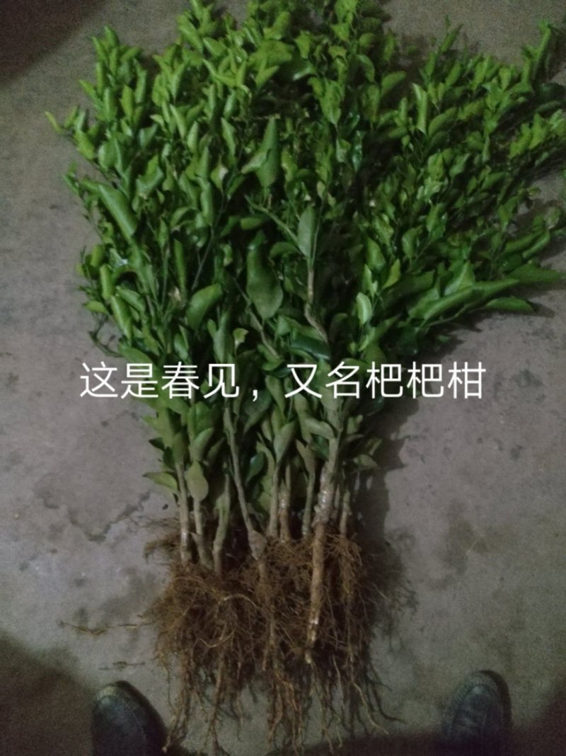 出售沃柑，耙耙柑，大雅，金秋柑橘苗