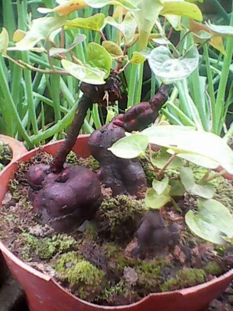 何首乌苗何首乌盆栽