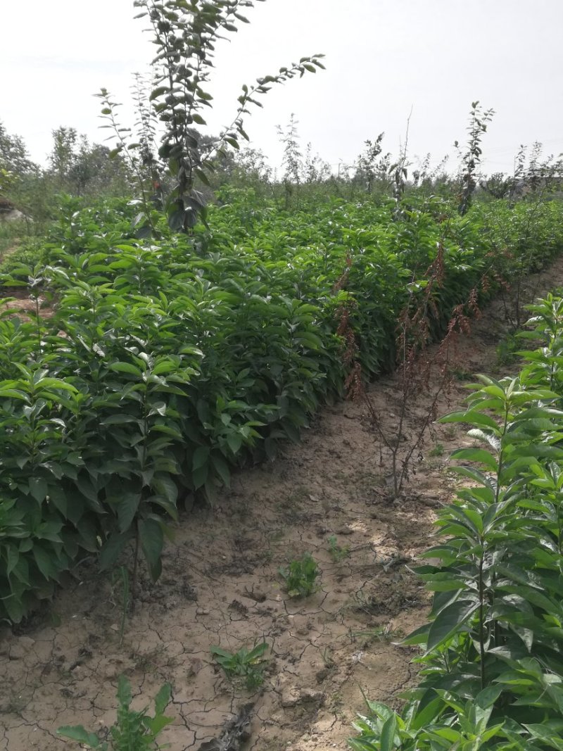 出售高品质柿子树嫁接种苗软枣苗，量大从优，保证质量