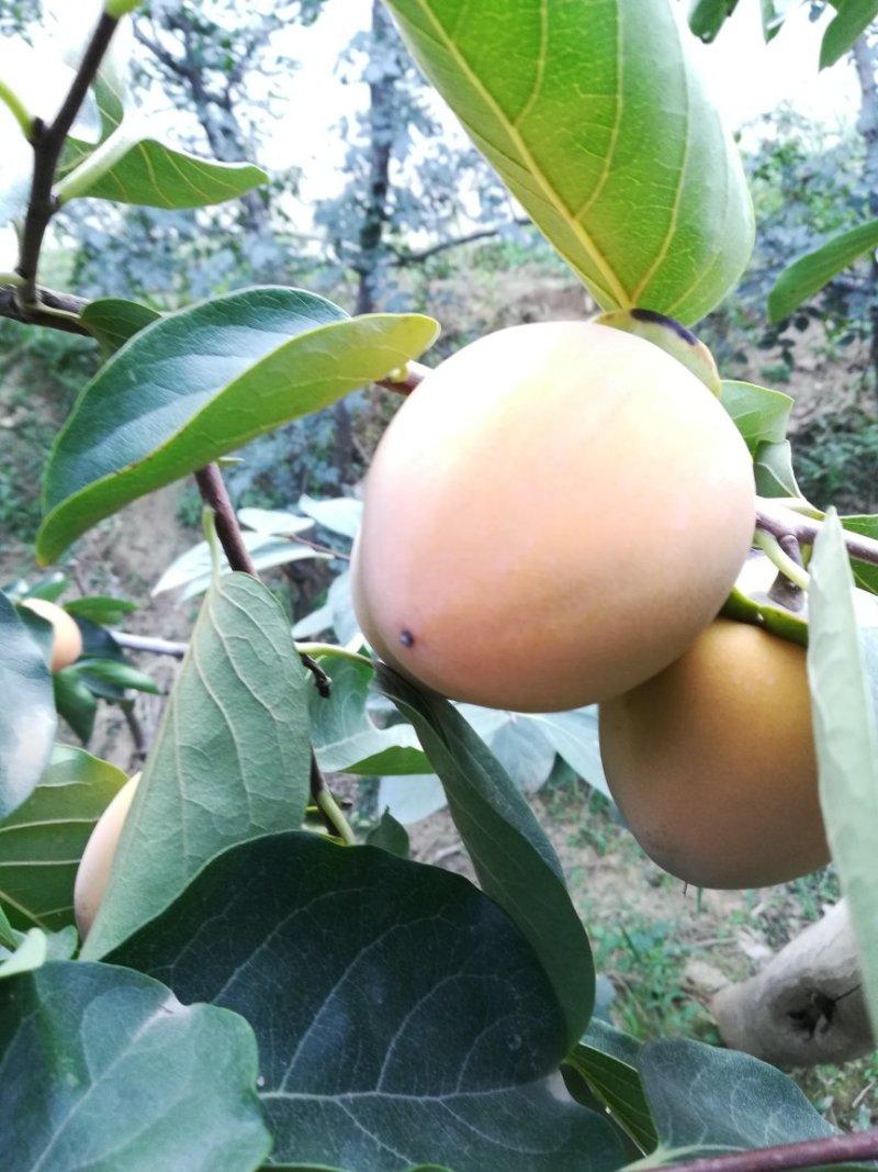 出售高品质柿子树嫁接种苗软枣苗，量大从优，保证质量