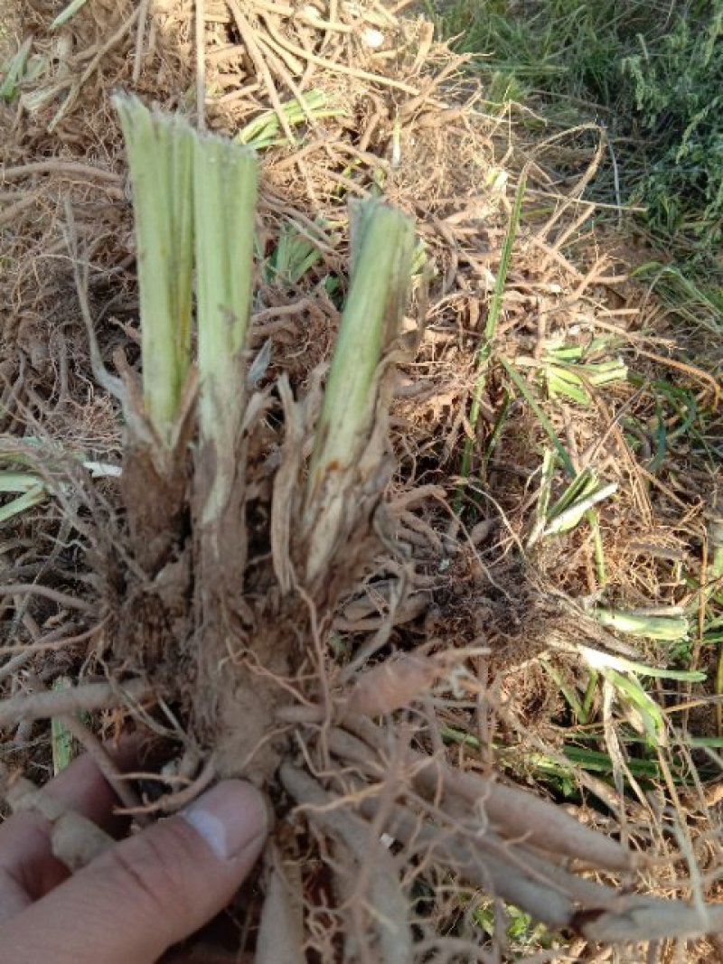 黄花菜苗出售