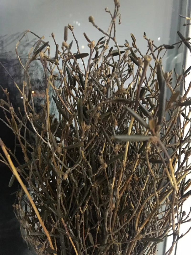 干支杜鹃
