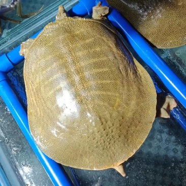 生态甲鱼