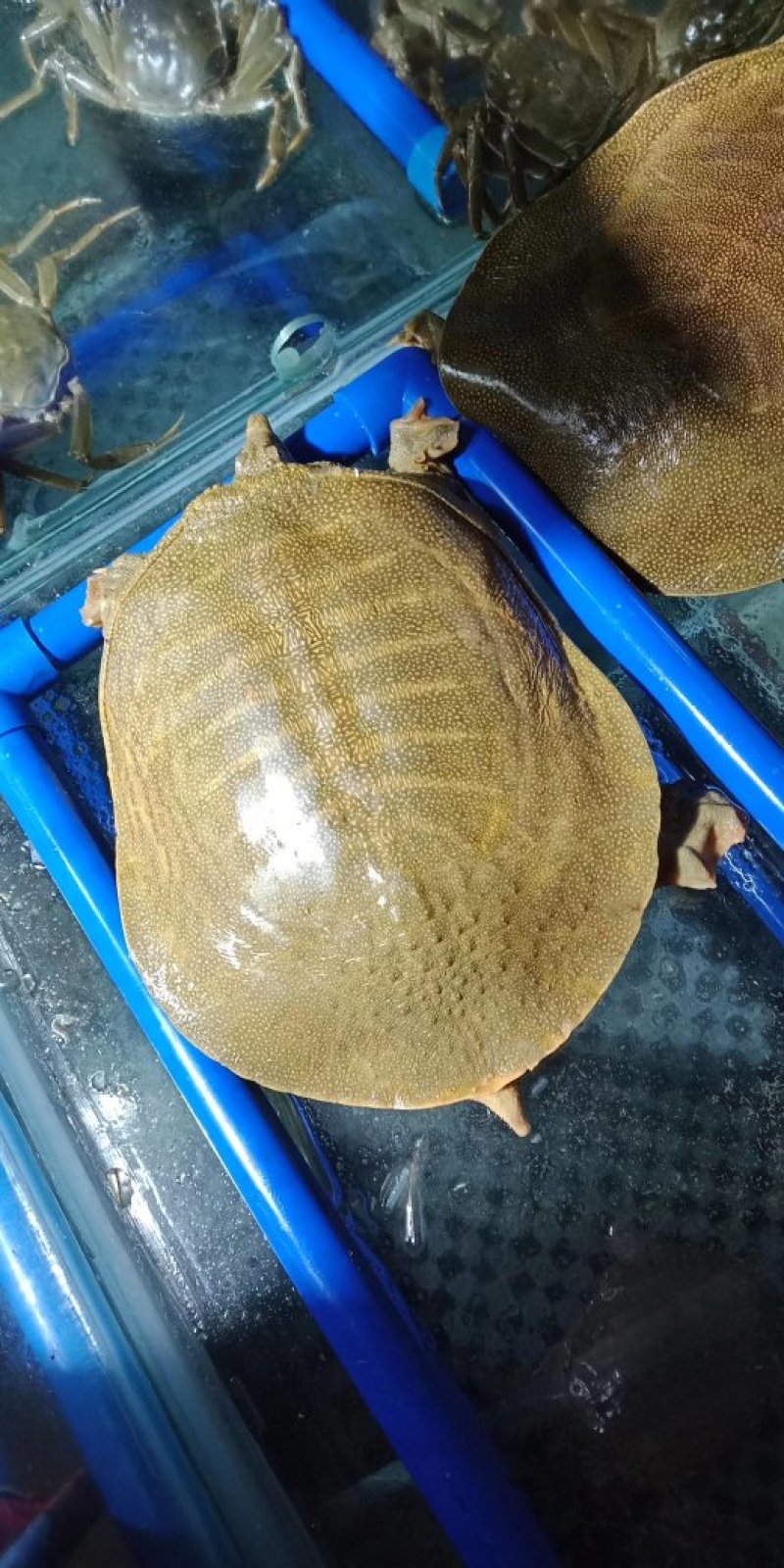 生态甲鱼