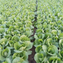 娃娃菜我们这里是娃娃菜产区20天一后大量上市欢迎各地客商