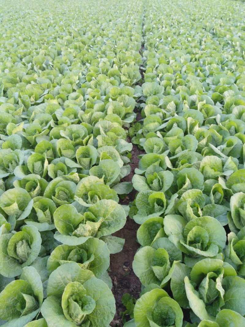 娃娃菜我们这里是娃娃菜产区20天一后大量上市欢迎各地客商