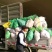 茭白种苗单季单棵一到三苗可以单独直接栽