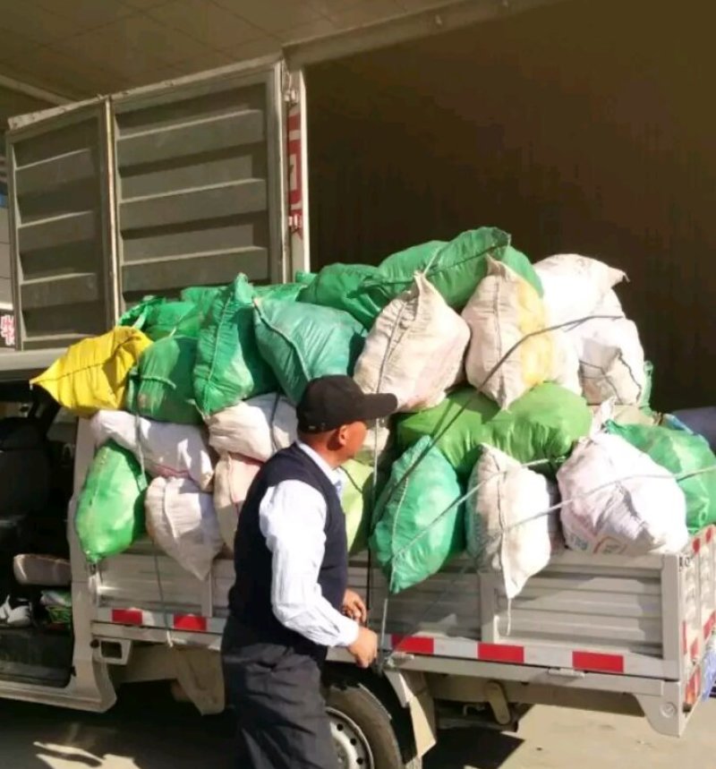 茭白种苗单季单棵一到三苗可以单独直接栽