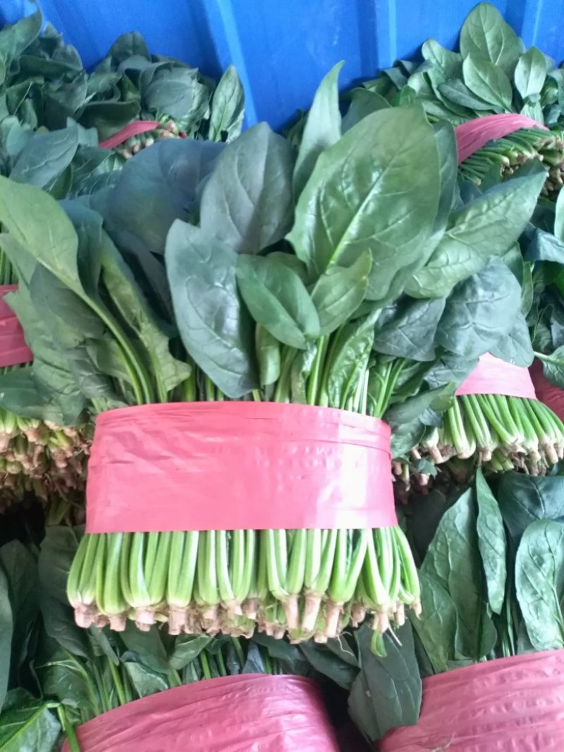 大叶香菜