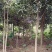 桂花树〈金桂〉