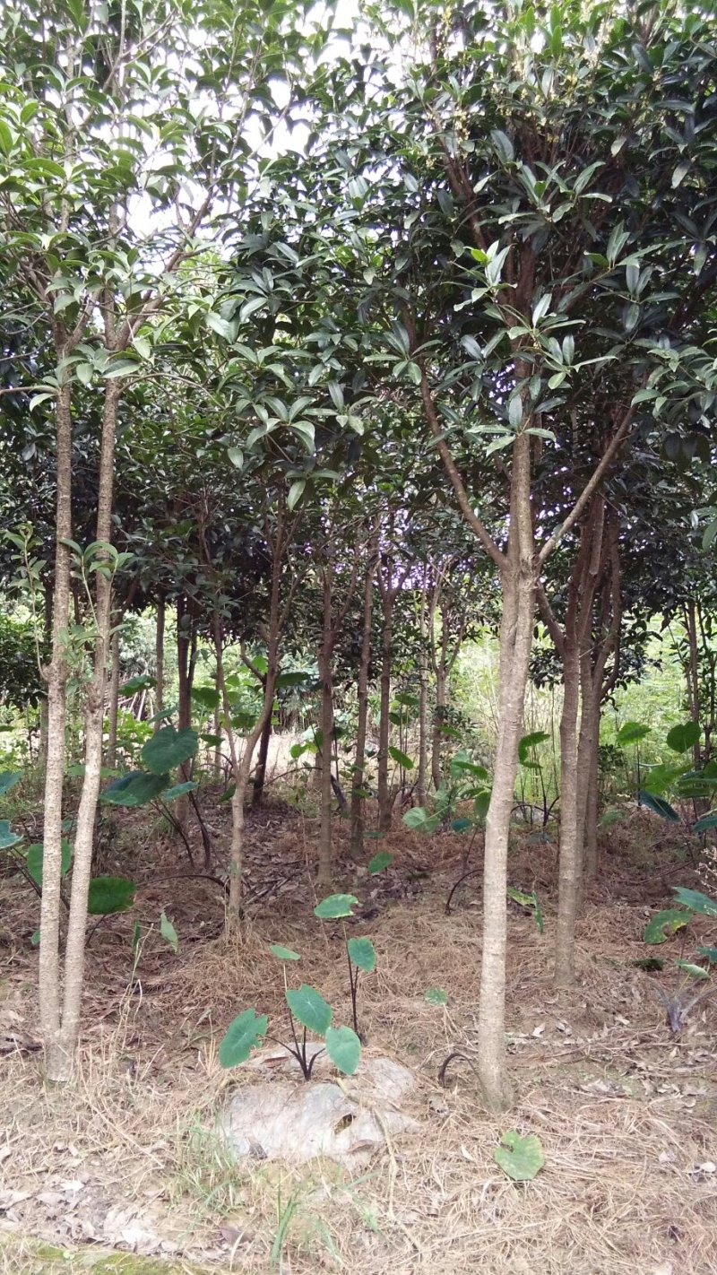 桂花树〈金桂〉