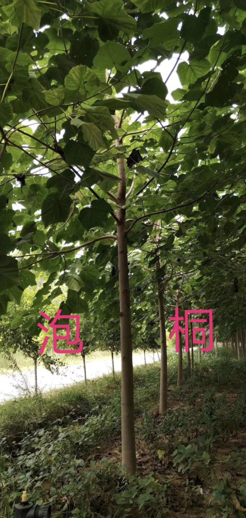 泡桐