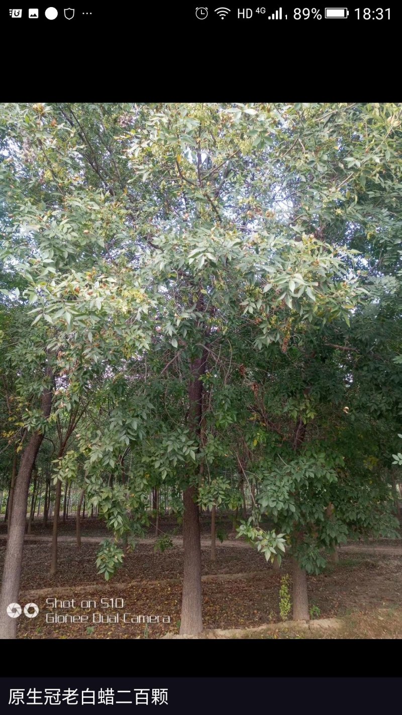 老白蜡