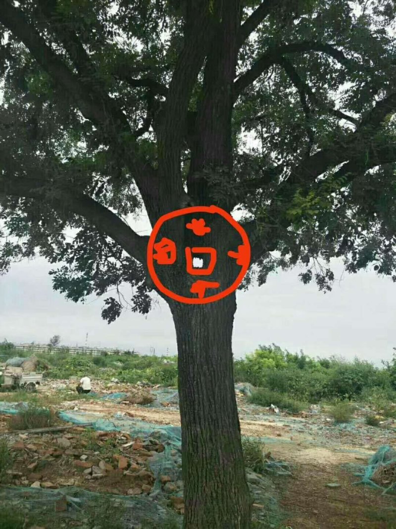 国槐