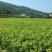 桂花苗1公分，品质好，成活率高，价格低。量大价格优惠。
