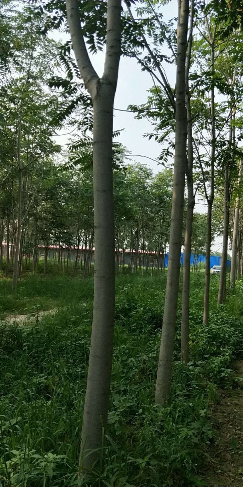 臭椿