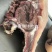 牛头肉