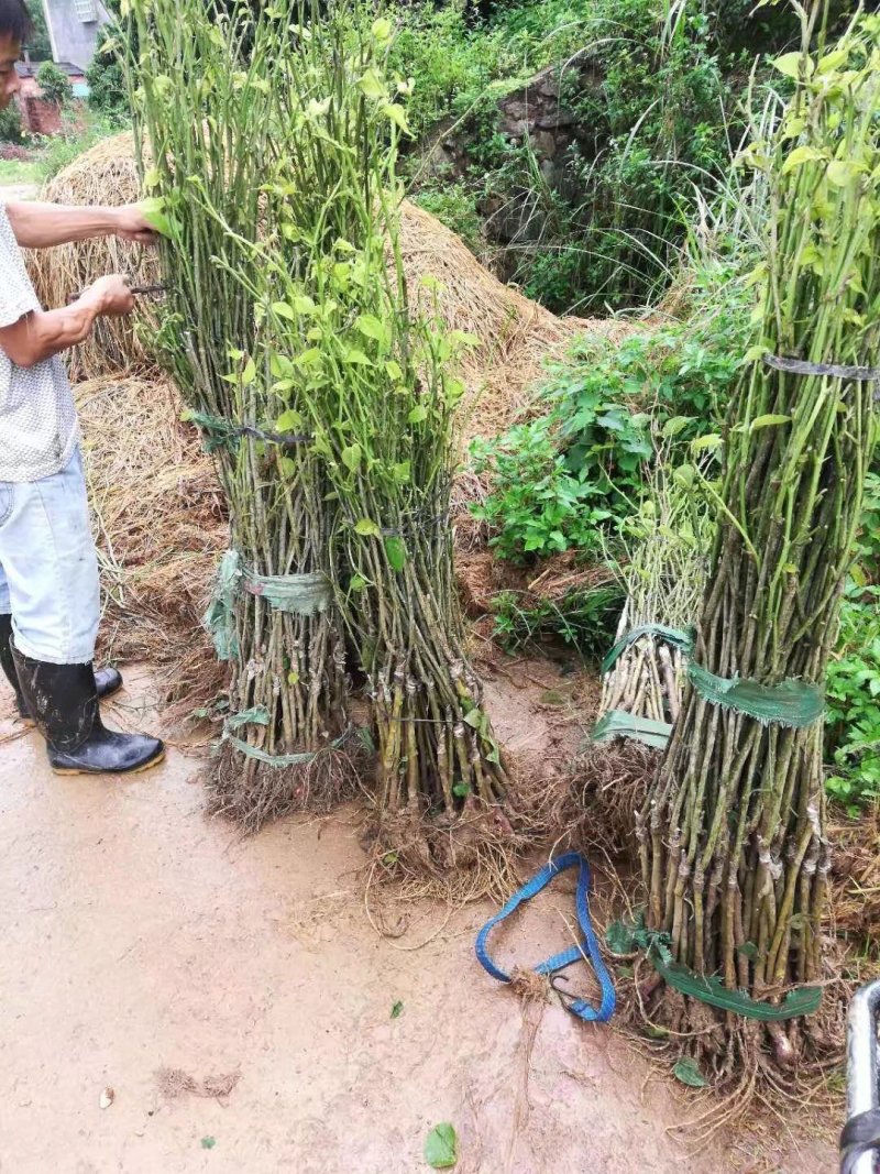 长果桑苗四季长果桑树苗台湾大十果桑苗果桑树苗黑珍珠果桑