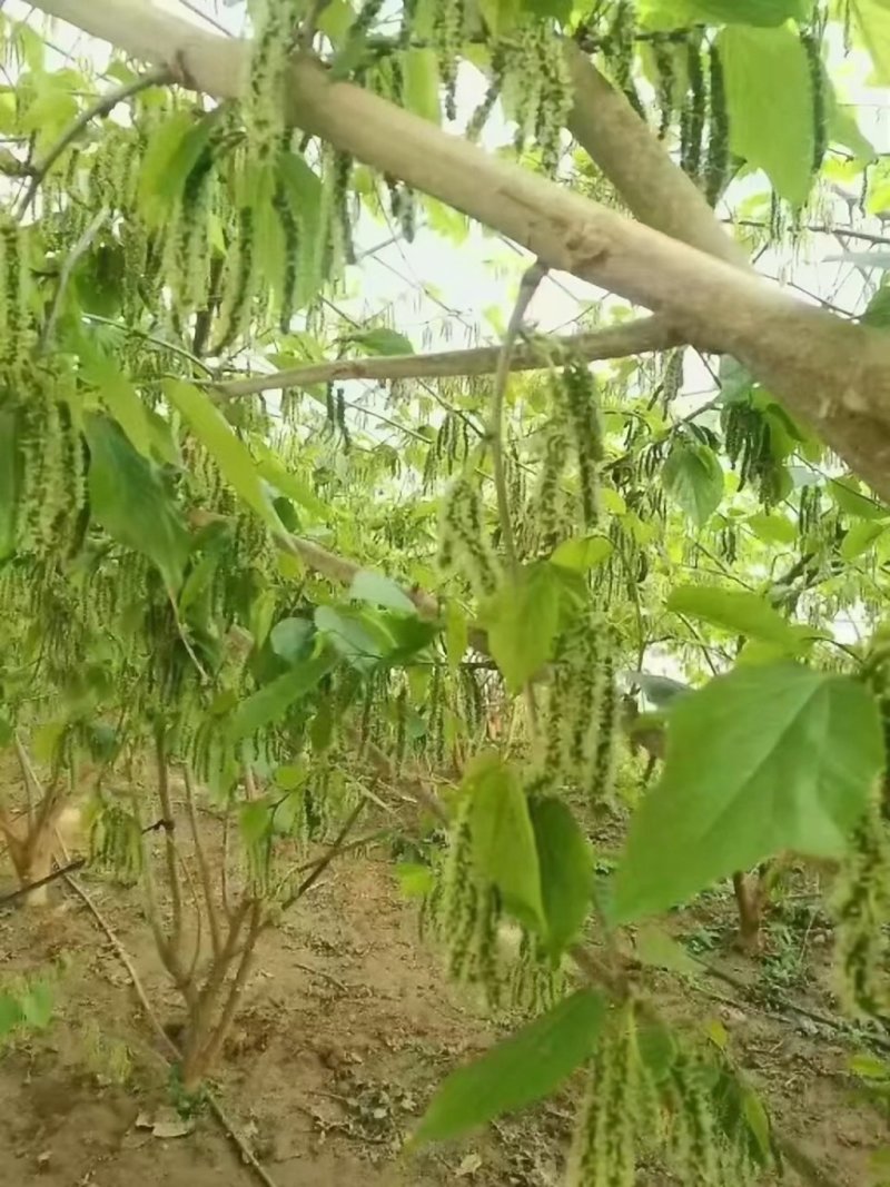 长果桑苗四季长果桑树苗台湾大十果桑苗果桑树苗黑珍珠果桑