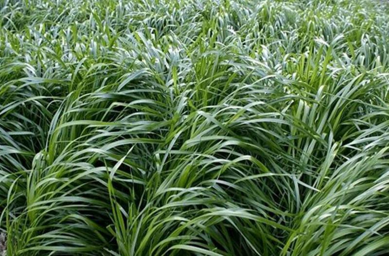 黑麦草种子多年生进口黑麦草10斤/亩保证发芽率
