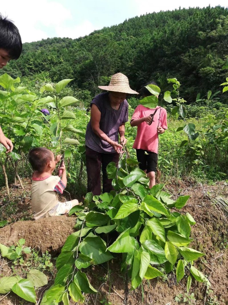 长果桑苗四季长果桑树苗台湾大十果桑苗果桑树苗黑珍珠果桑