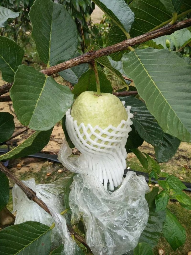 台湾红宝石少籽芭乐苗(番石榴)