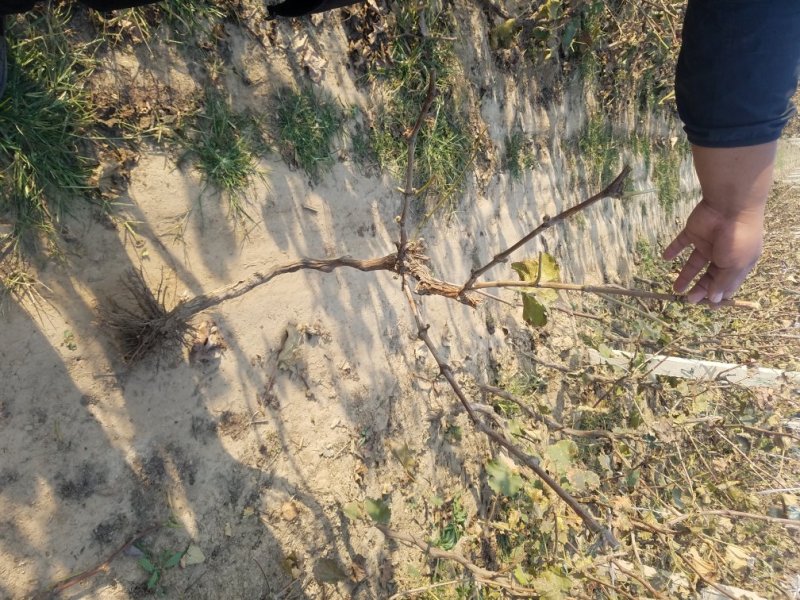 占地葡萄树大量供应基地直供价格美丽保质保量