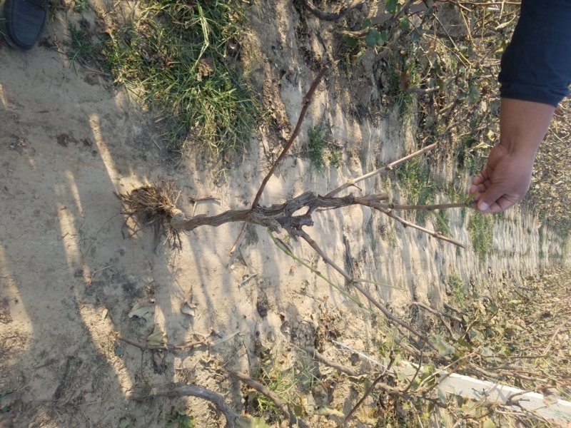 占地葡萄树大量供应基地直供价格美丽保质保量