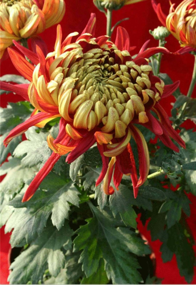 菊花出货，基地批发，物美价廉，量大从优