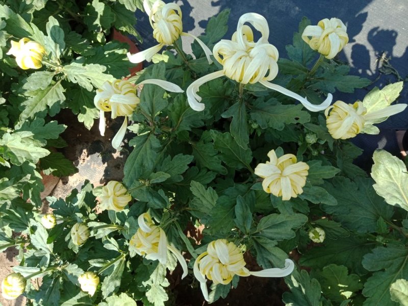 菊花出货，基地批发，物美价廉，量大从优
