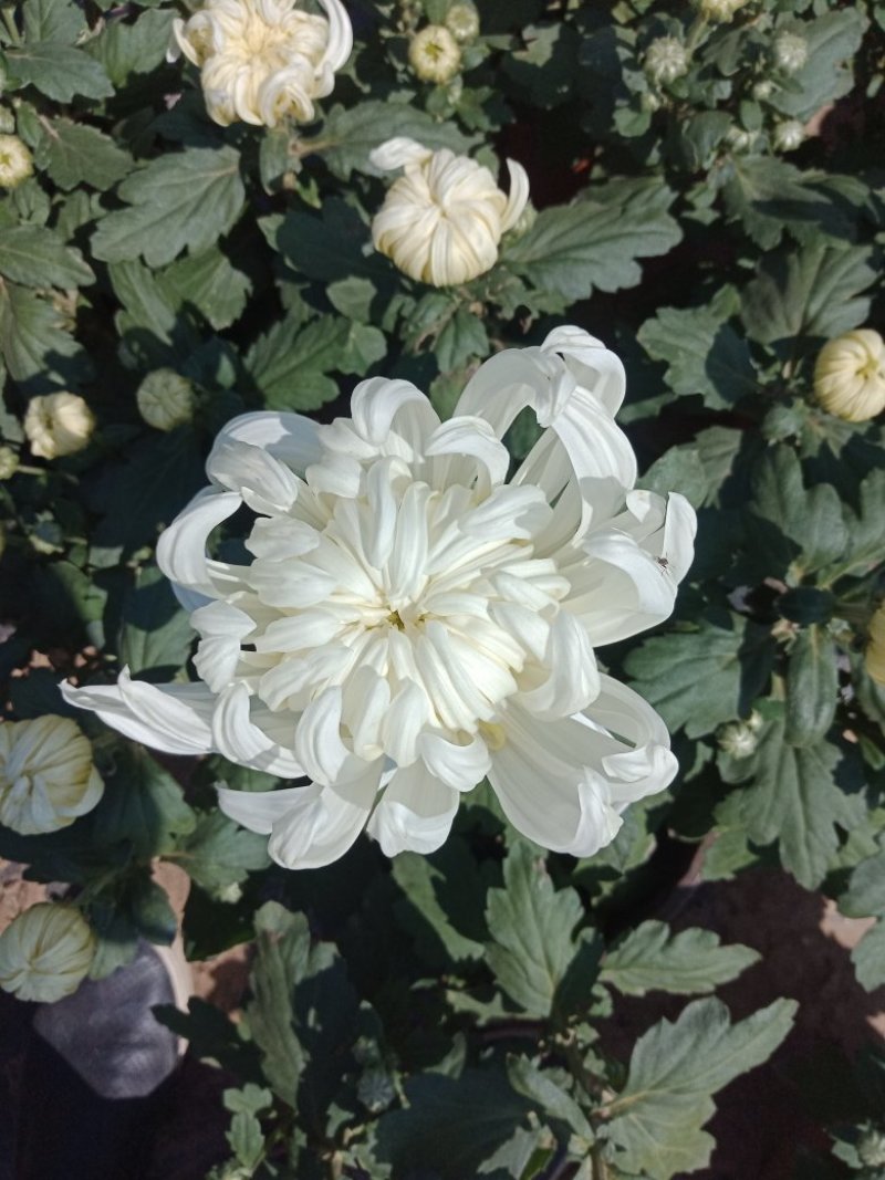菊花出货，基地批发，物美价廉，量大从优