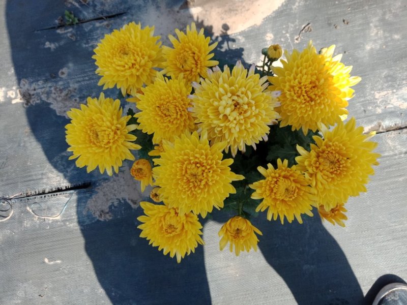 菊花出货，基地批发，物美价廉，量大从优