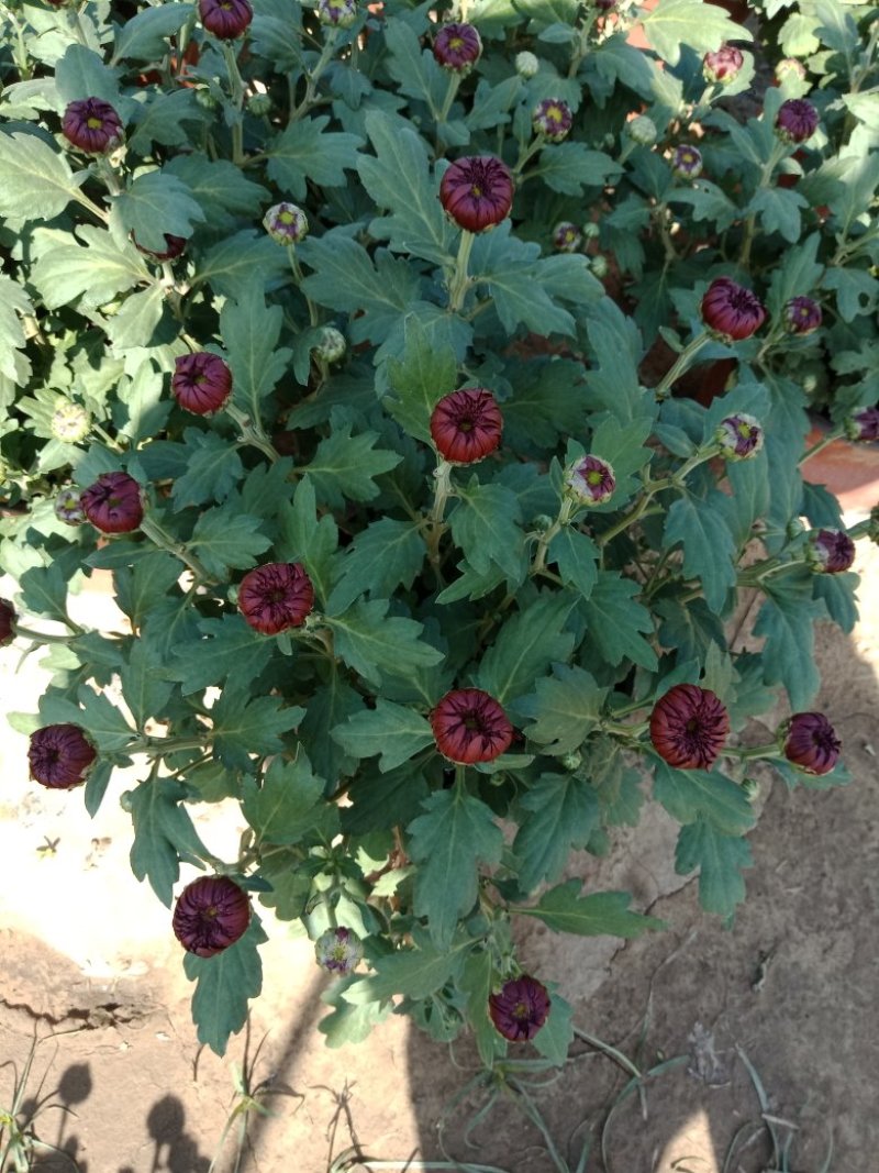 菊花出货，基地批发，物美价廉，量大从优