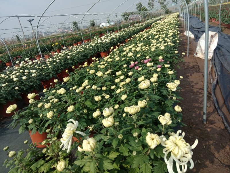 菊花出货，基地批发，物美价廉，量大从优