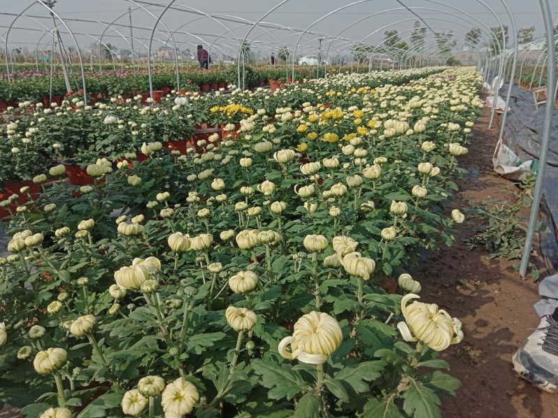 菊花出货，基地批发，物美价廉，量大从优