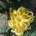 菊花出货，基地批发，物美价廉，量大从优