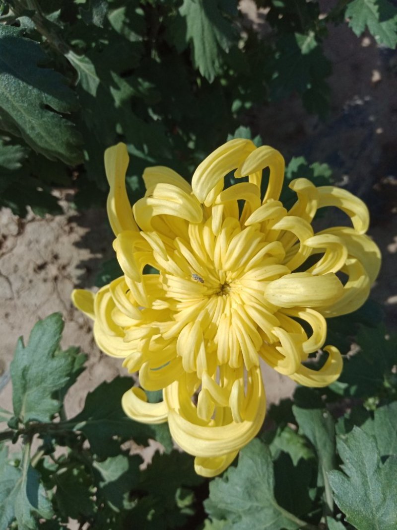 菊花出货，基地批发，物美价廉，量大从优