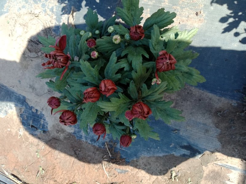 菊花出货，基地批发，物美价廉，量大从优