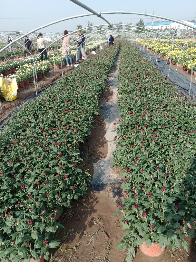 菊花出货，基地批发，物美价廉，量大从优
