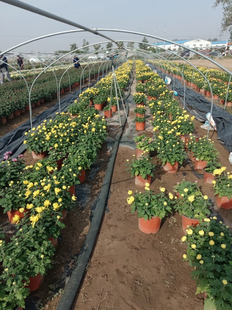 菊花出货，基地批发，物美价廉，量大从优