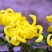 菊花出货，基地批发，物美价廉，量大从优