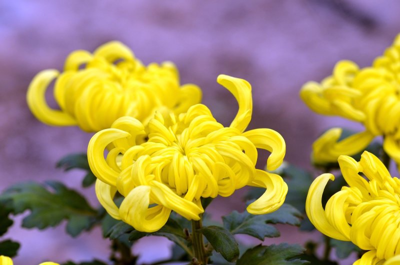 菊花出货，基地批发，物美价廉，量大从优