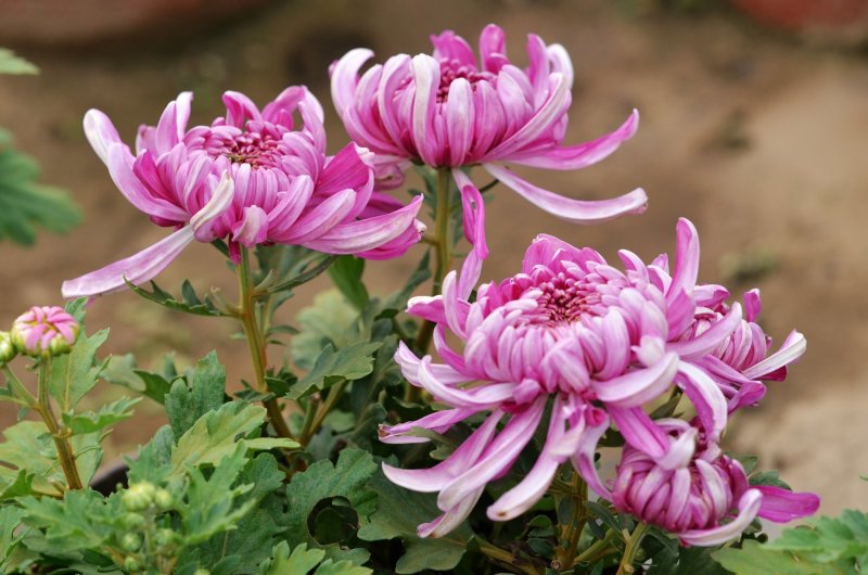 菊花出货，基地批发，物美价廉，量大从优