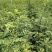 现货大红袍花椒苗1米高度花椒芽苗奶苗价格便宜