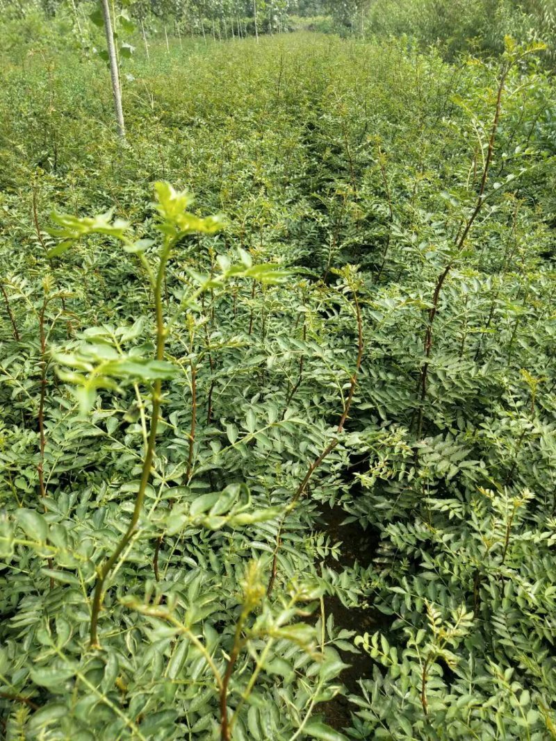 现货大红袍花椒苗1米高度花椒芽苗奶苗价格便宜