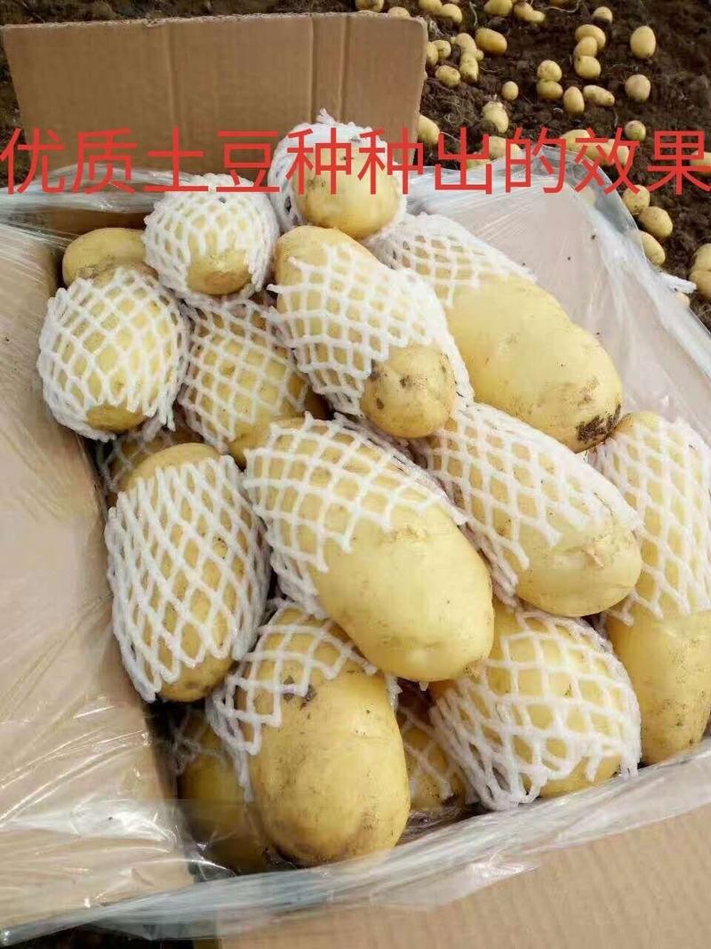 脱毒土豆种子，抗病强产量高，结薯集中薯型好芽眼浅个头大。