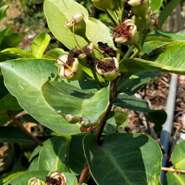 台湾黑糖芭比莲雾苗