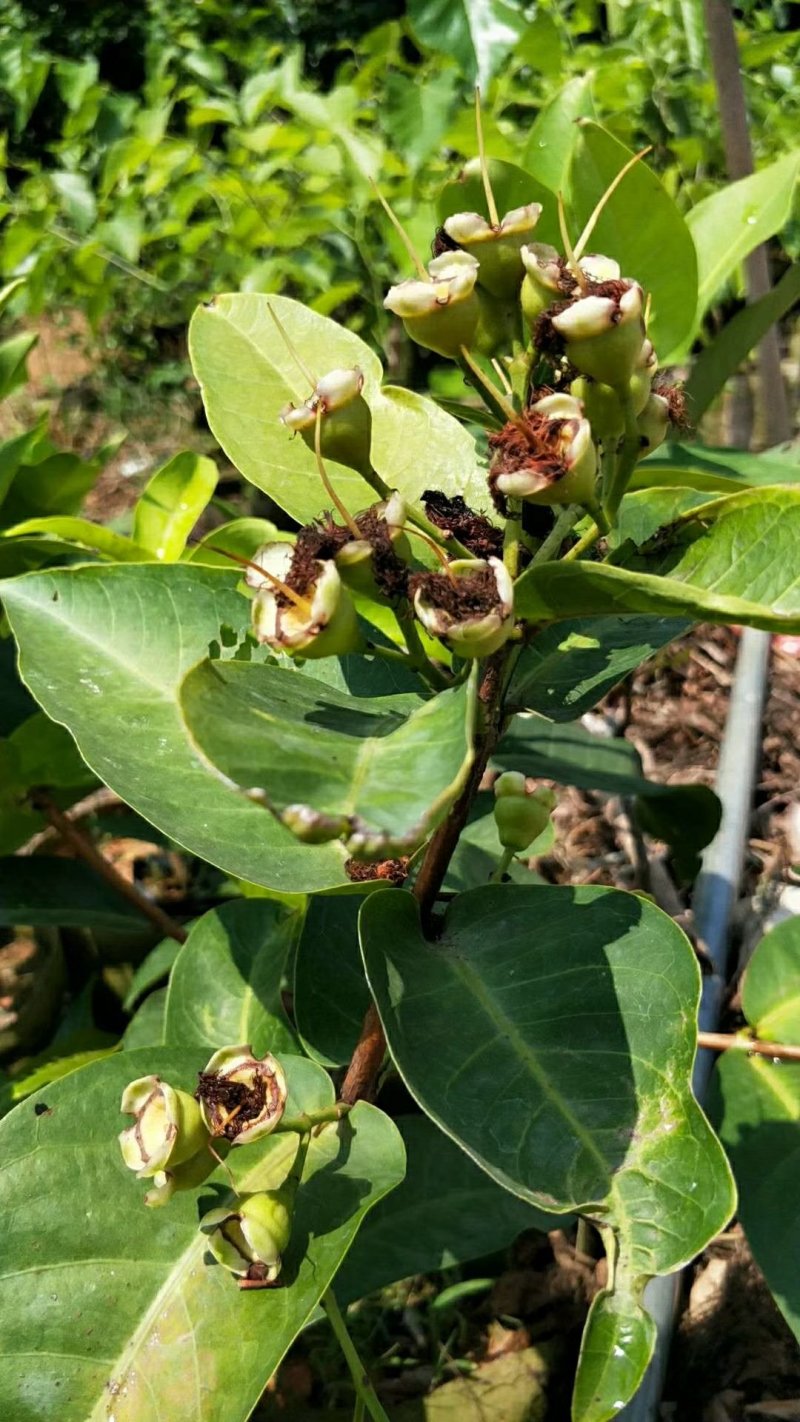 台湾黑糖芭比莲雾苗