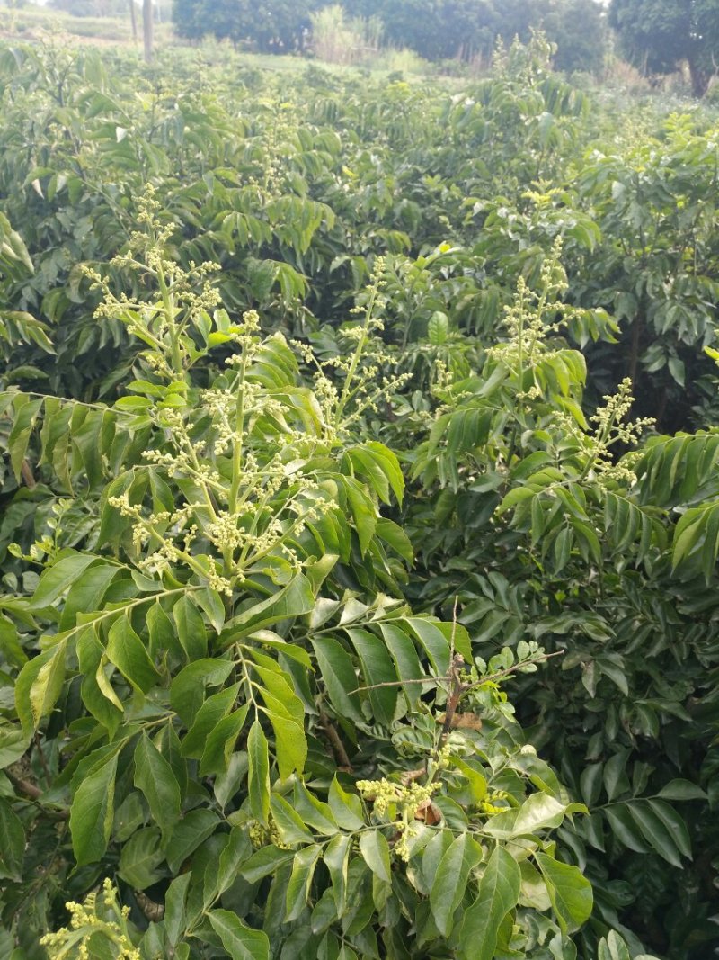 黒，无籽，鸡心，黄皮苗